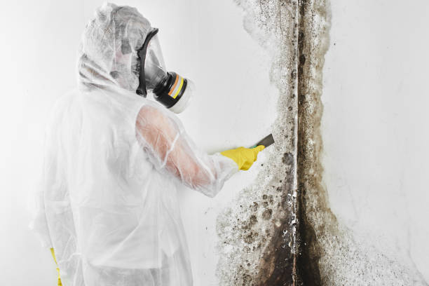 Best Emergency Mold Removal  in Tahoka, TX