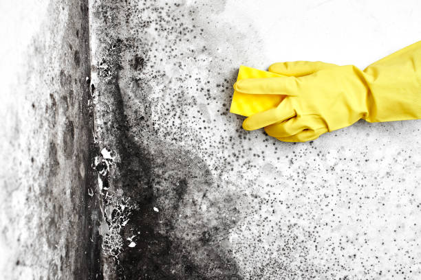 Best Mold Removal Near Me  in Tahoka, TX