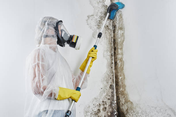 Best Local Mold Removal Service  in Tahoka, TX