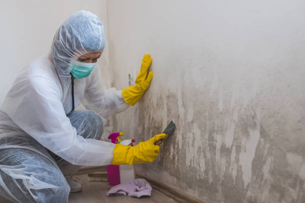 Professional Mold Removal in Tahoka, TX