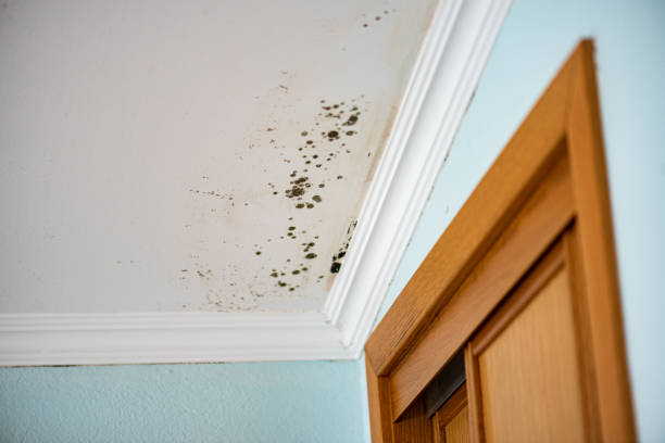 Attic Mold Removal in Tahoka, TX