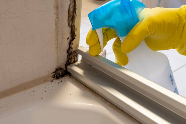 Best Toxic Mold Removal  in Tahoka, TX