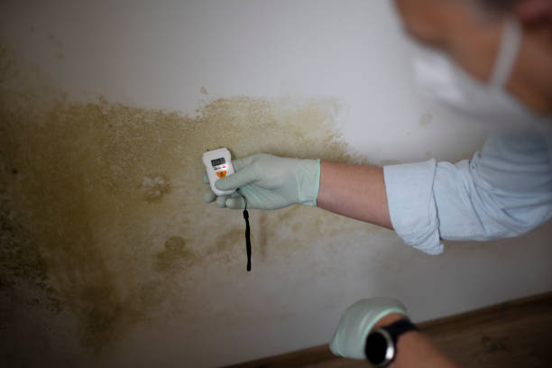 Best Office Mold Removal Services  in Tahoka, TX