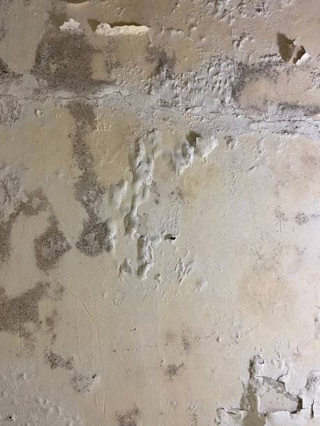 Best Certified Mold Removal  in Tahoka, TX