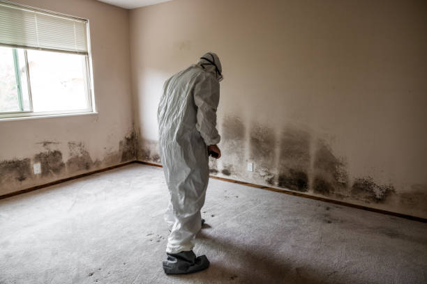 Best Mold Removal Process  in Tahoka, TX