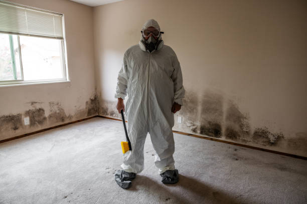 Best Same-Day Mold Removal  in Tahoka, TX