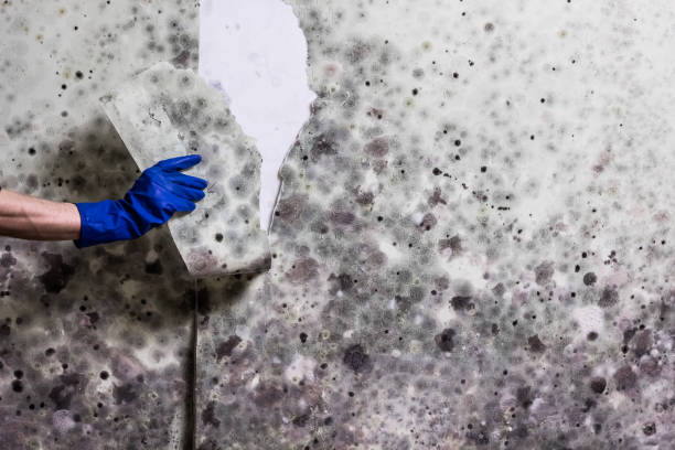 Crawl Space Mold Removal in Tahoka, TX