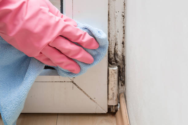 Mold Removal and Inspection in Tahoka, TX