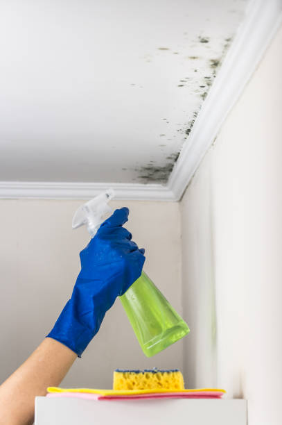 Mold Removal Process in Tahoka, TX